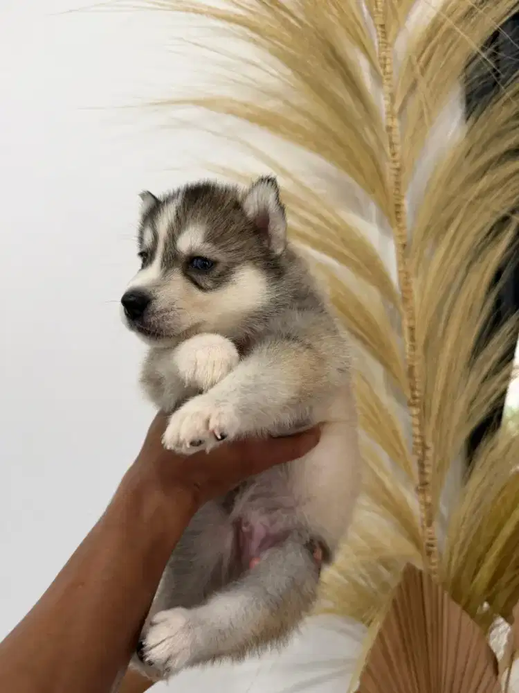 Husky jantan betina stambum gemoy