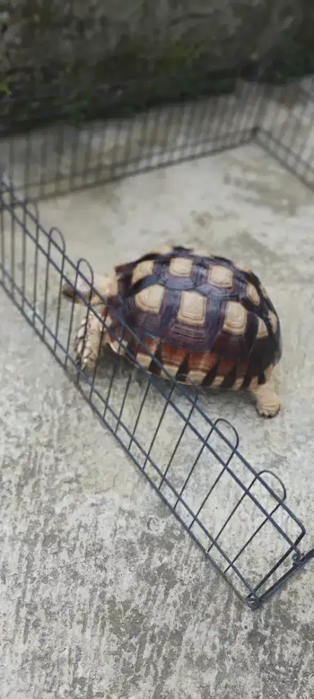 Kura Sulcata 24cm plus kandang outdoor