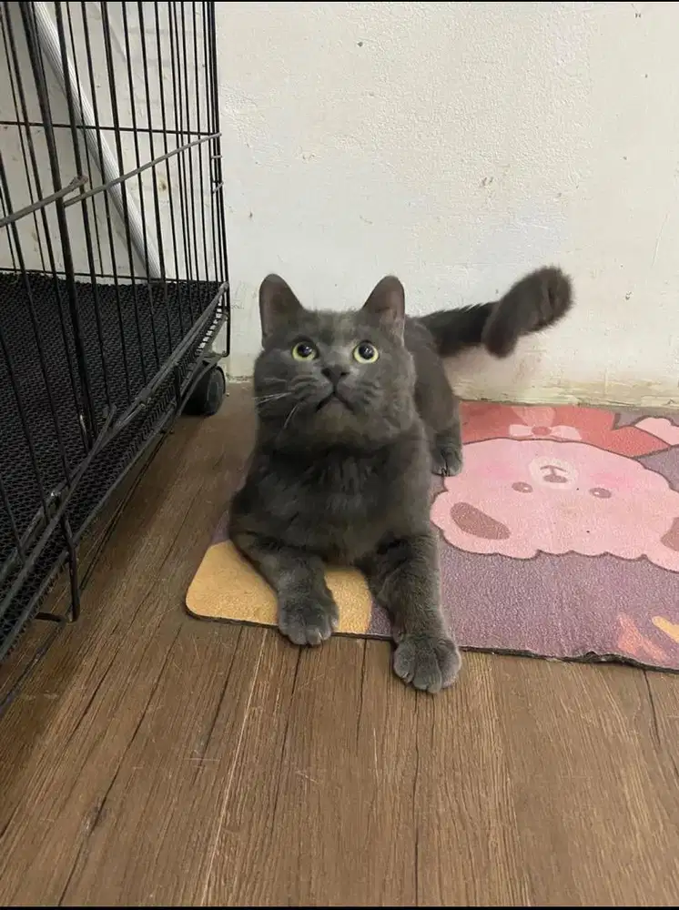 BSH Blue Solid Non Ped