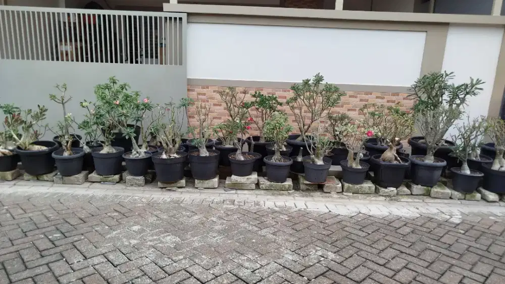 Adenium bunga tumpuk ukuran jumbo