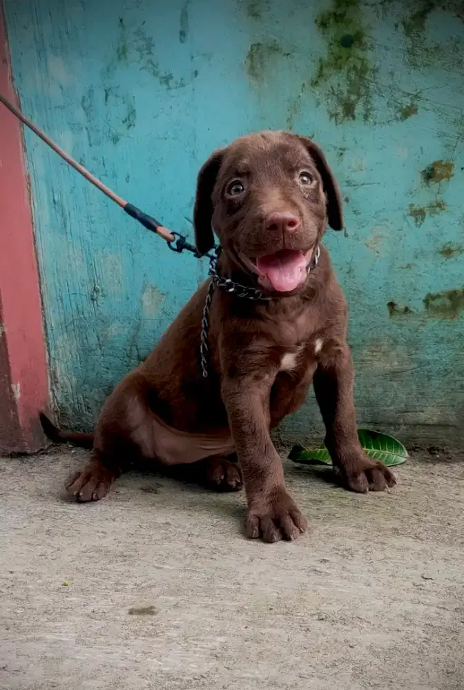 anak anjing labrador