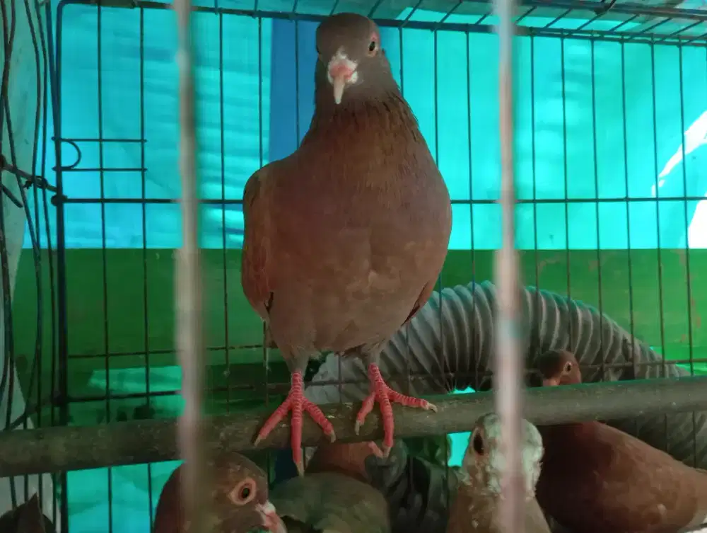 burung merpati murah