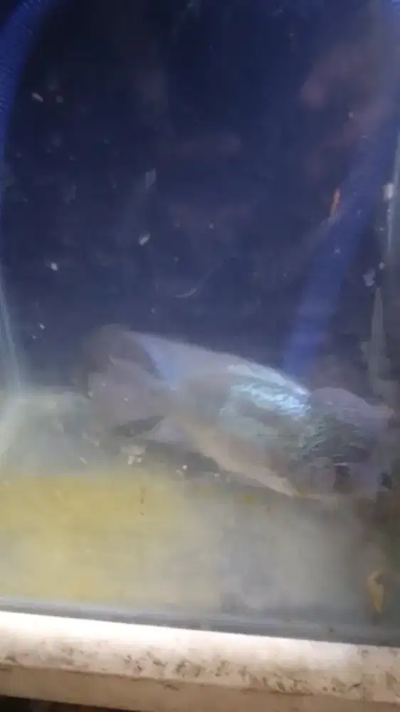 Ikan Louhan Cencu SB