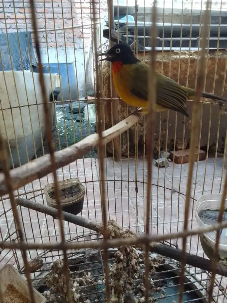 Burung Kutilang Mas