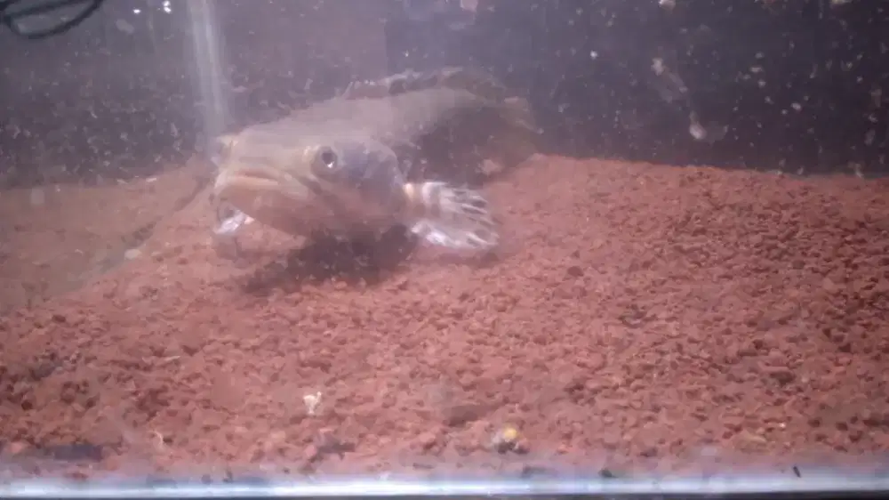 Ikan Channa Blue Pulcra