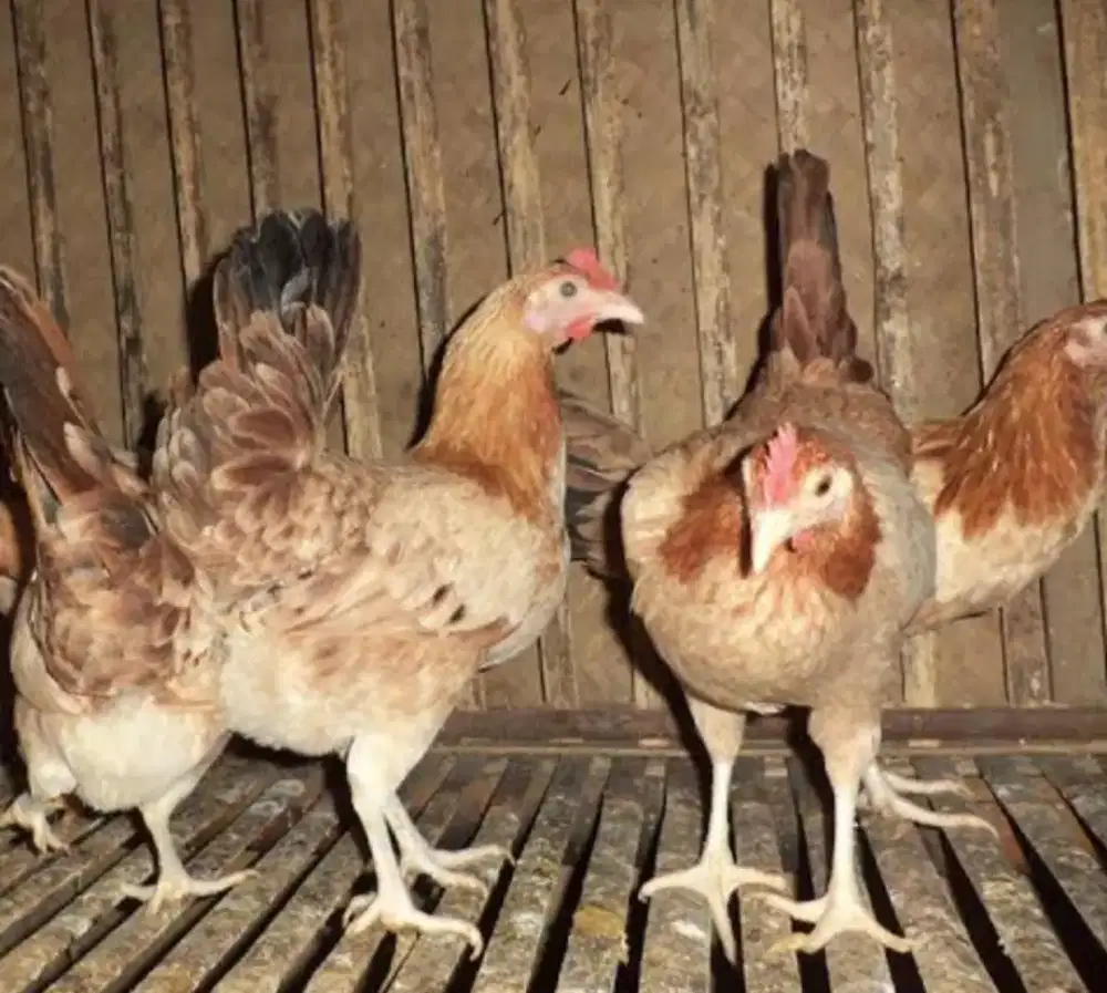AYAM ELBA SIAP PRODUKSI