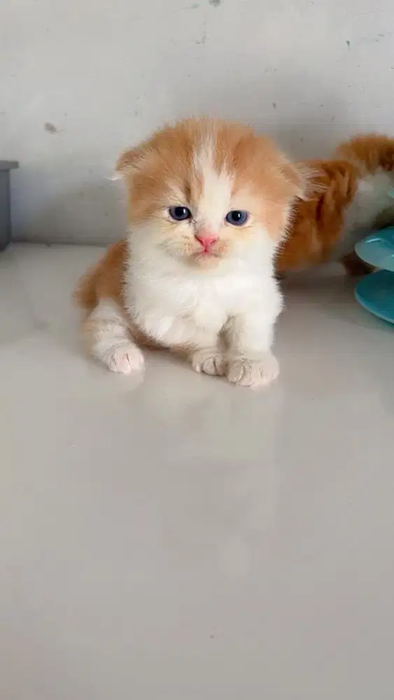 kitten scottish jantan