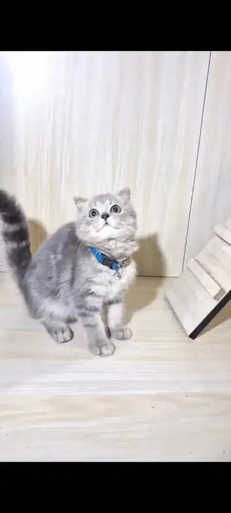 Kitten BSH MIX MUNCKIN