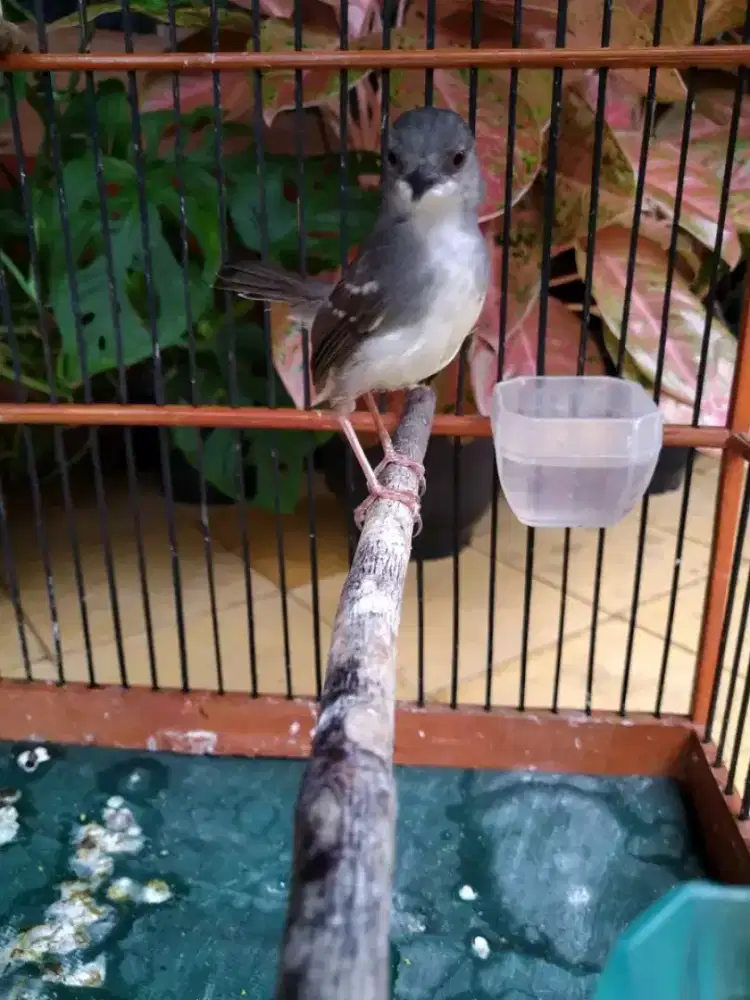 Ciblek cristal jantan mulus