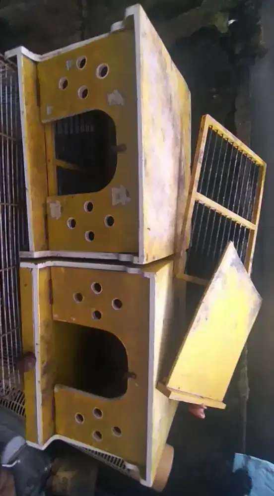 2gupon + Betina siap jodoh