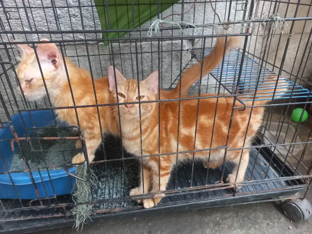 DIJUAL CEPAT KUCING ANGGORA