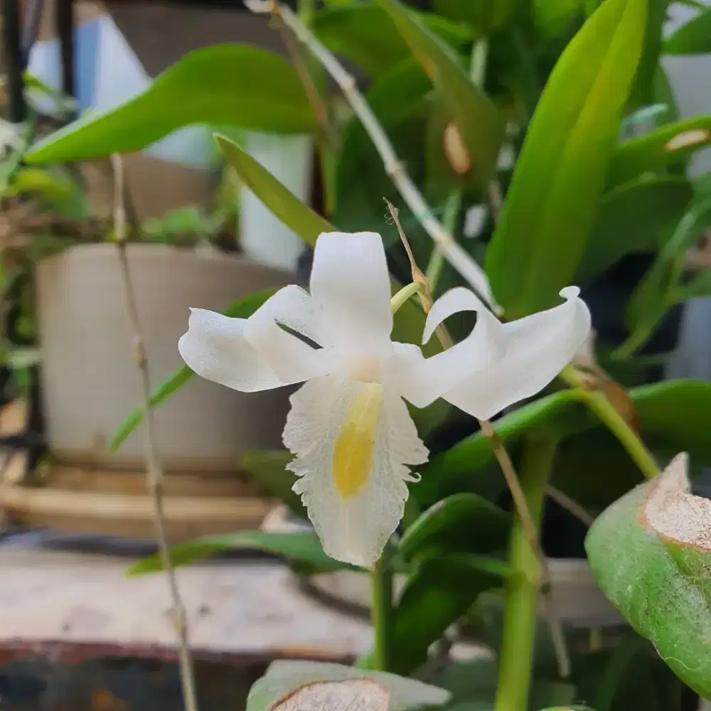 Loker ART tinggal dalam