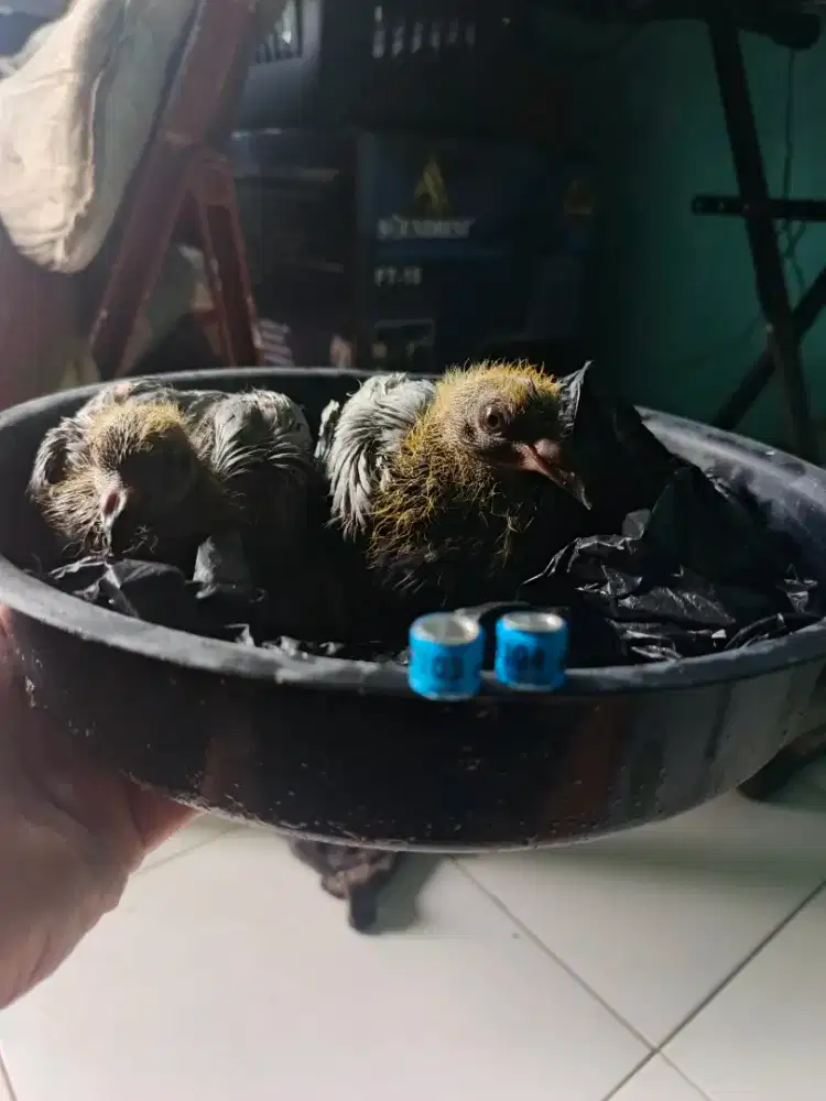 Anakan merpati pos umur sekitar 2 minggu