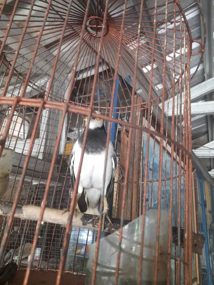 Jual burung Jalak hongkong gacor dor