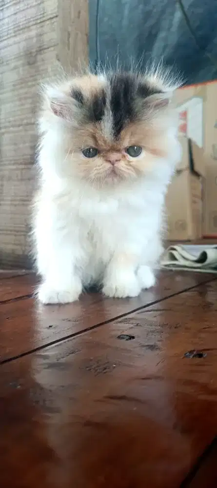 Kucing Persia peaknose