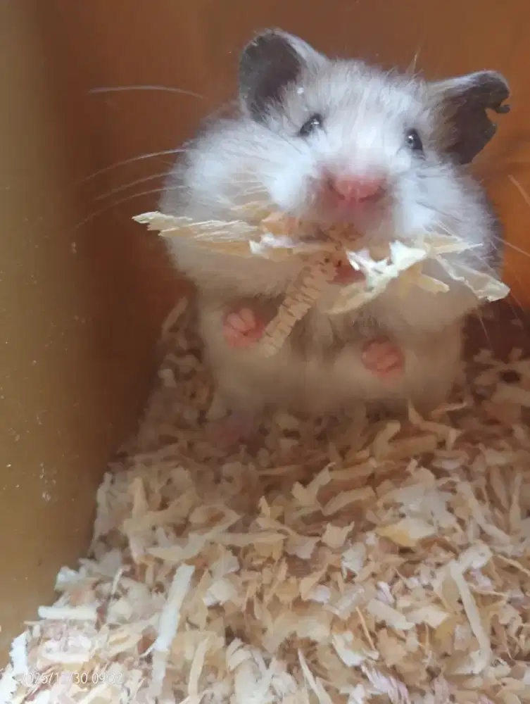 Indukan Hamster