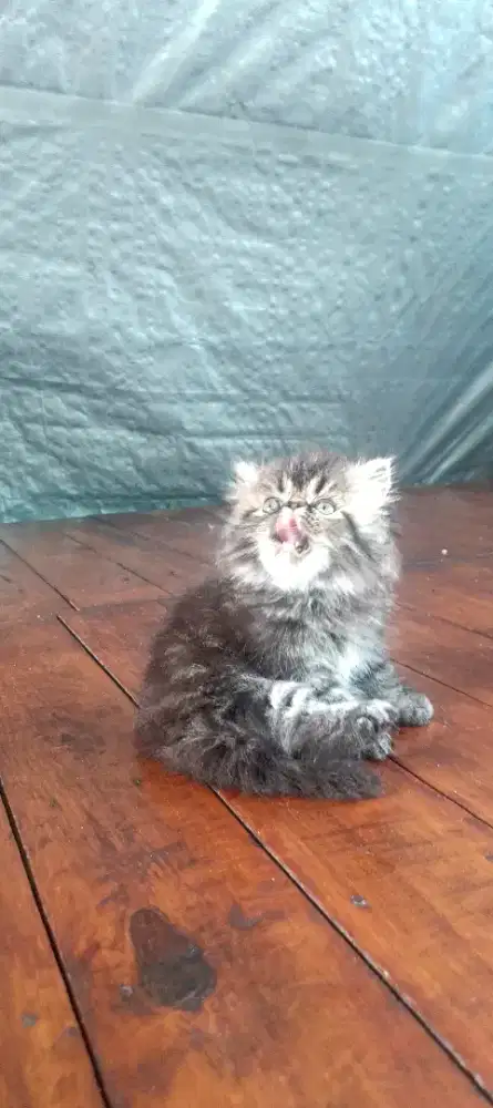 Kucing Persia peaknose