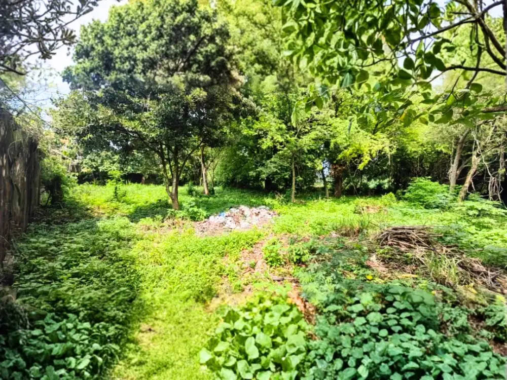 JUAL Tanah Siap Bangun Akses Jalan Bisa di Lalui Truk Besar di Gedong Mulyo Lasem Rembang