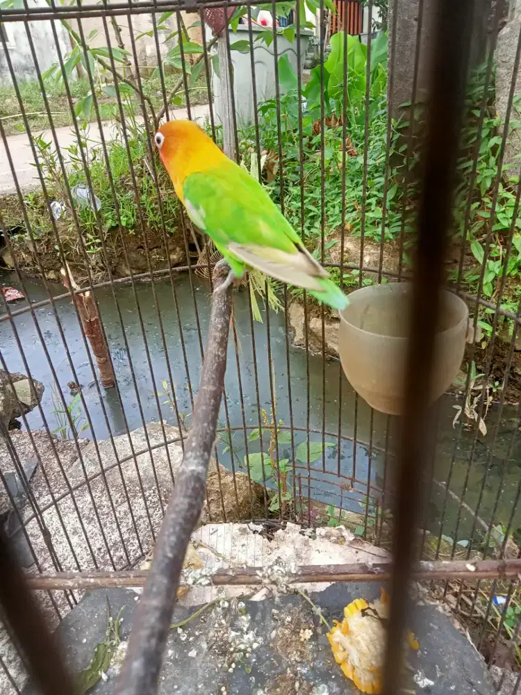Burung love bird jumbo sehat gesit