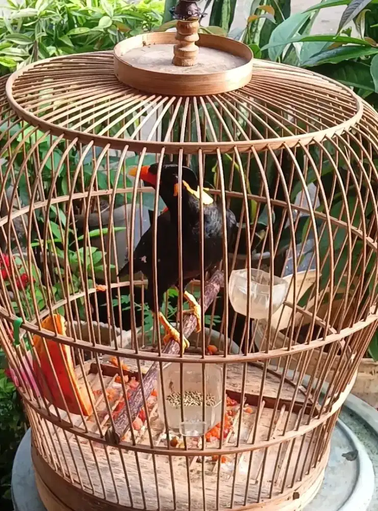 Burung hitam bicara