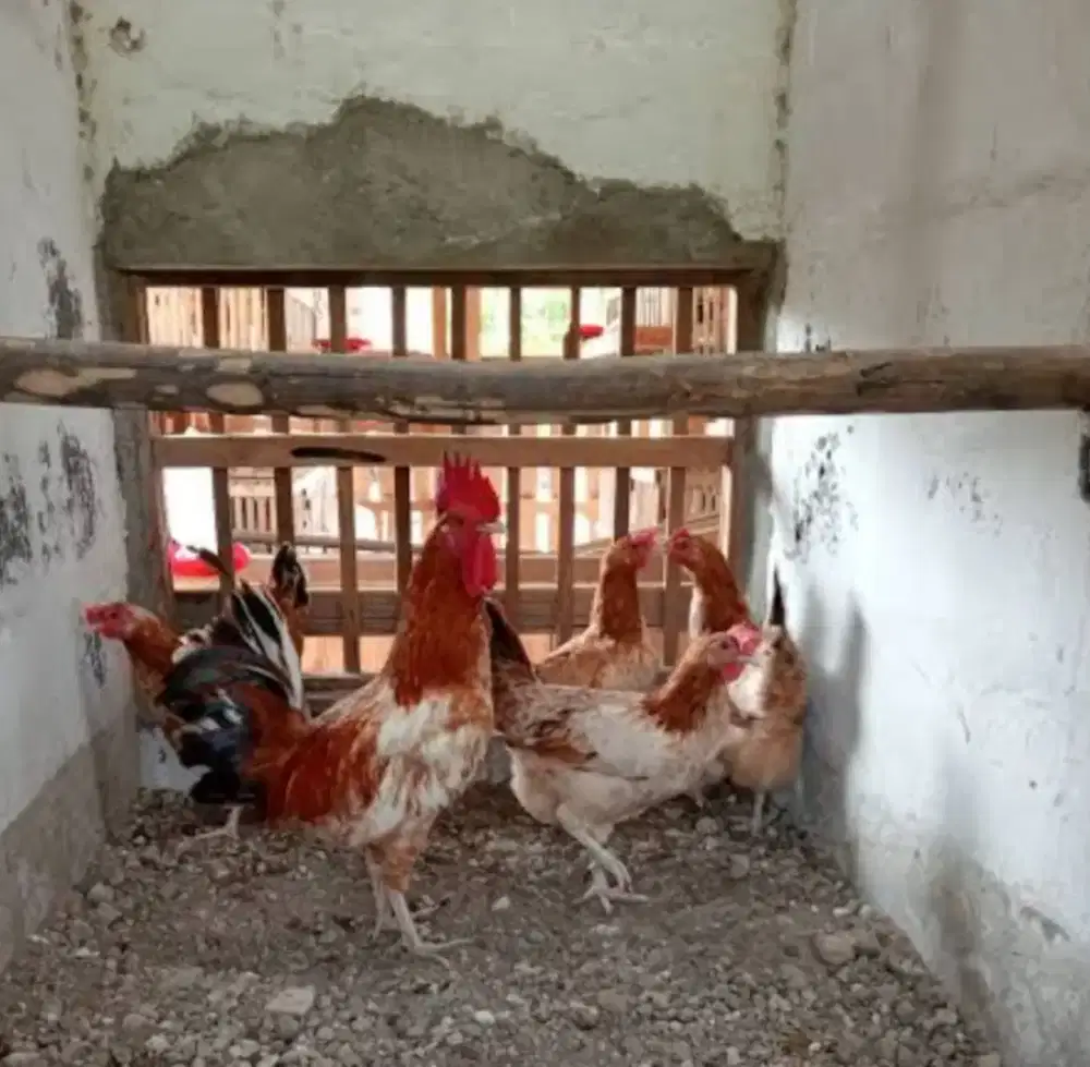 AYAM ELBA PETELUR SIAP PRODUKSI