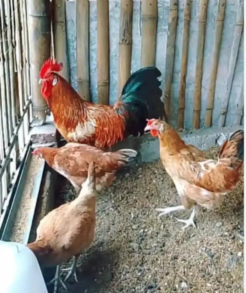 AYAM ELBA PETELUR