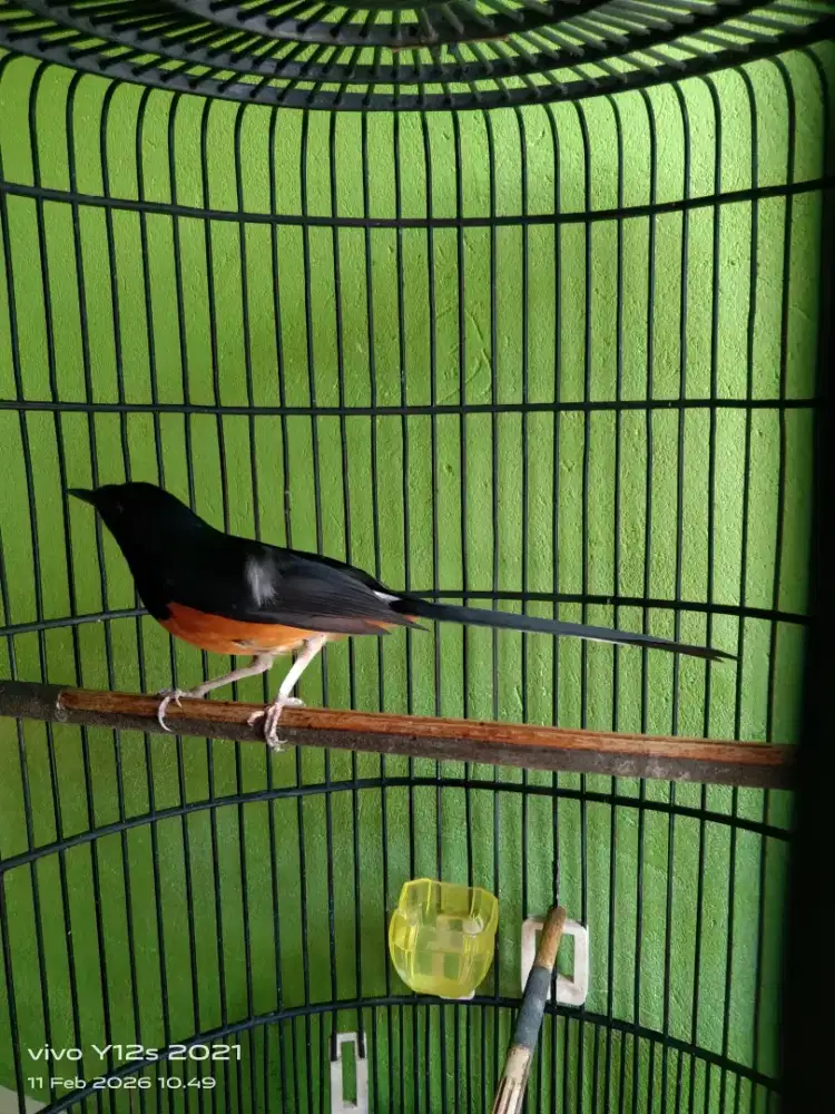 Jual murai batu fullset