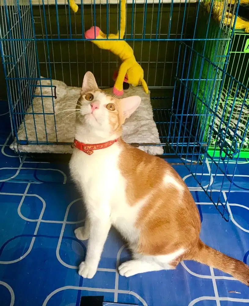 Groomer anjing kucing