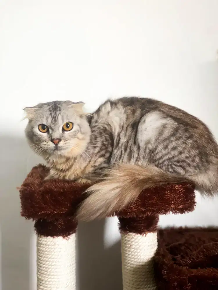 SCITTISH FOLD JANTAN