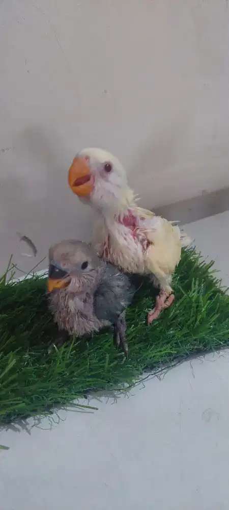 Lovebird non klep respon spet