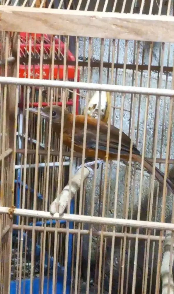 Burung Cucak Emas Rawatan