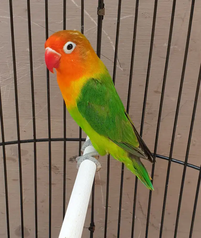 Lovebird hijau muka merah