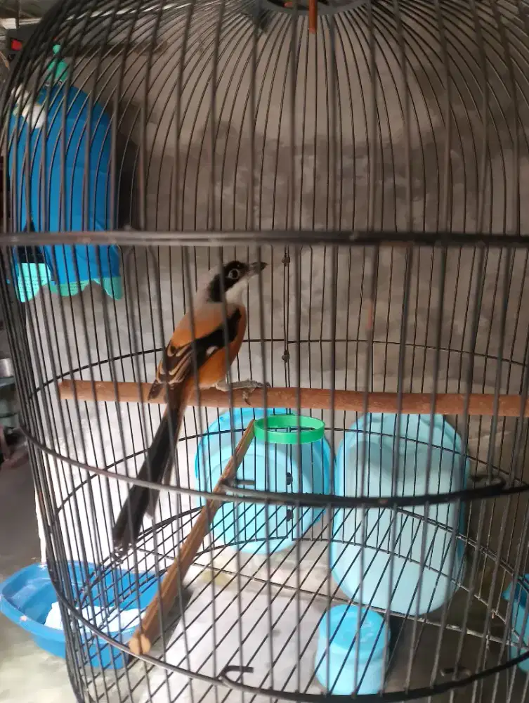 Burung cendet macet bonus pakan