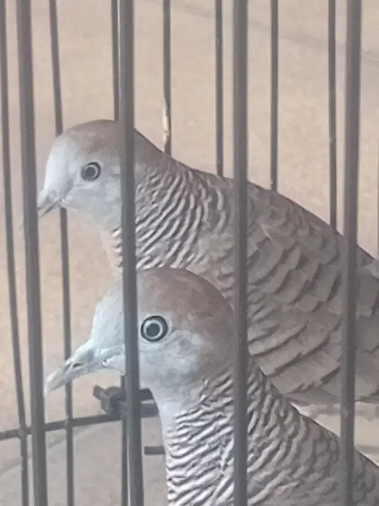 Kutut rondoyo semoyo + teretes mas lokal alam di jakpus