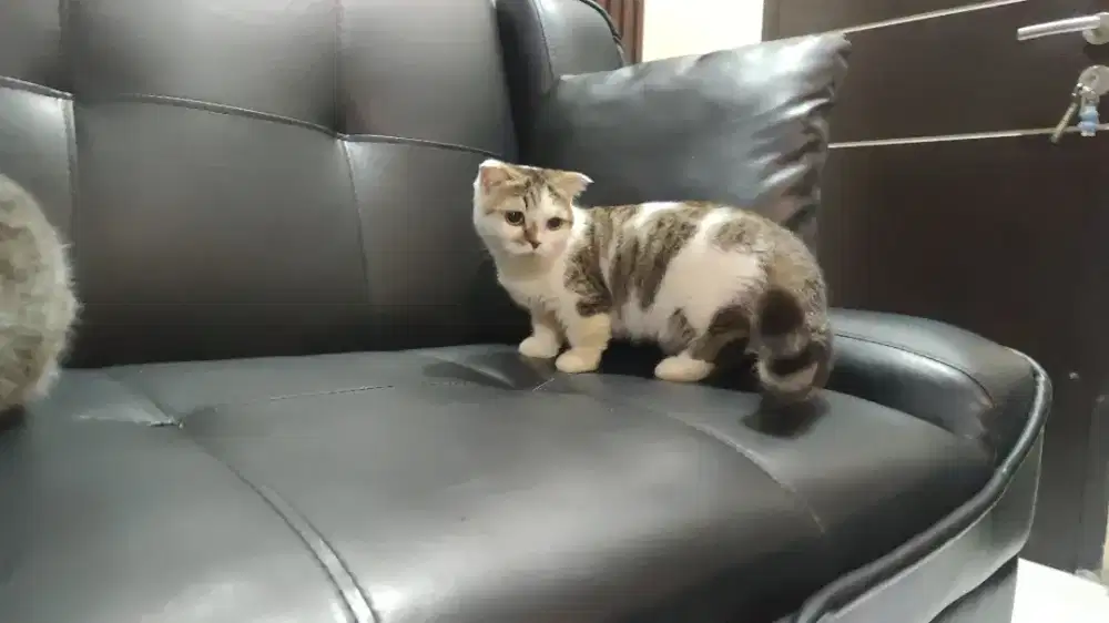 Kucing munchkin fold cebol betina vaksin