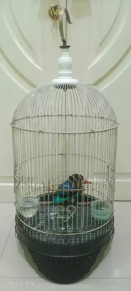 Burung fulset pastolan dari lolohan jinak gacor