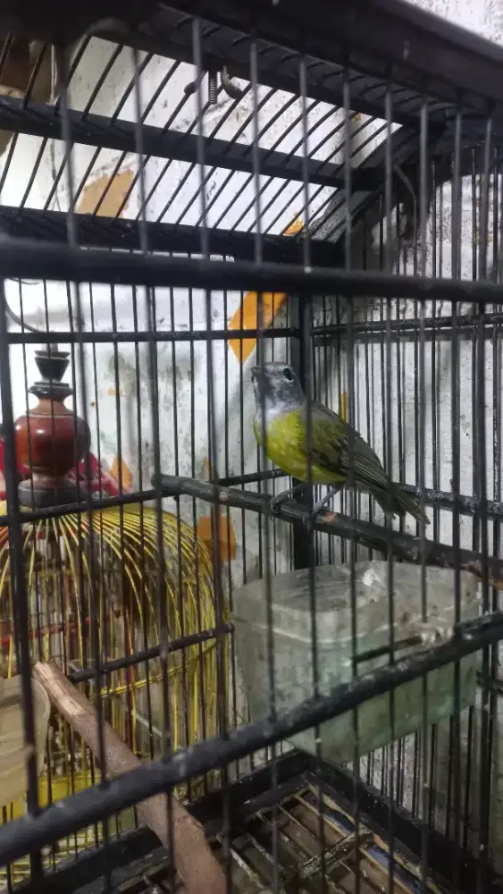 Burung Samyong Betina