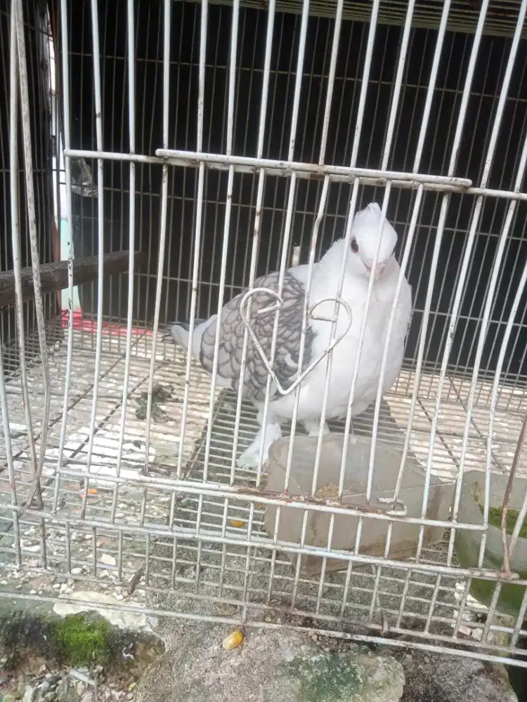 Burung merpati hias