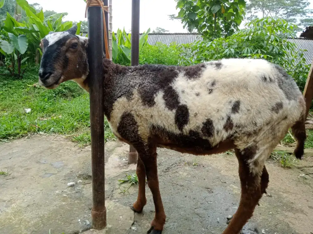 Bibit danten Garut TOS mijah