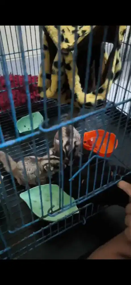 Sugar glider sepasang