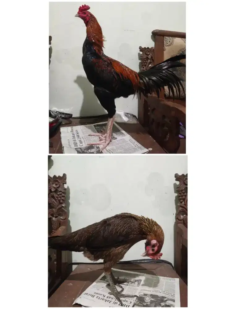 Paket ternak ayam bangkok Pamangon