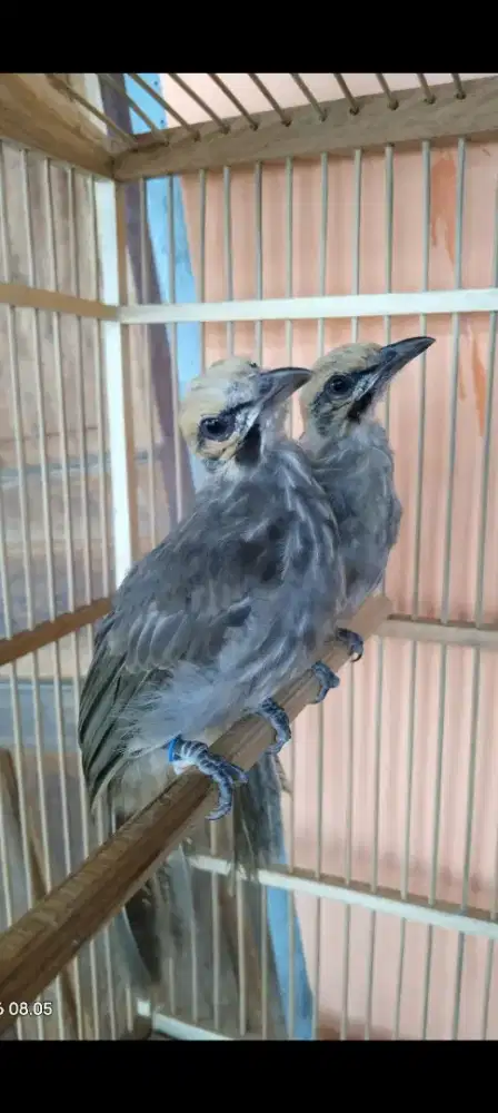 Cucak rowo anakan body gede