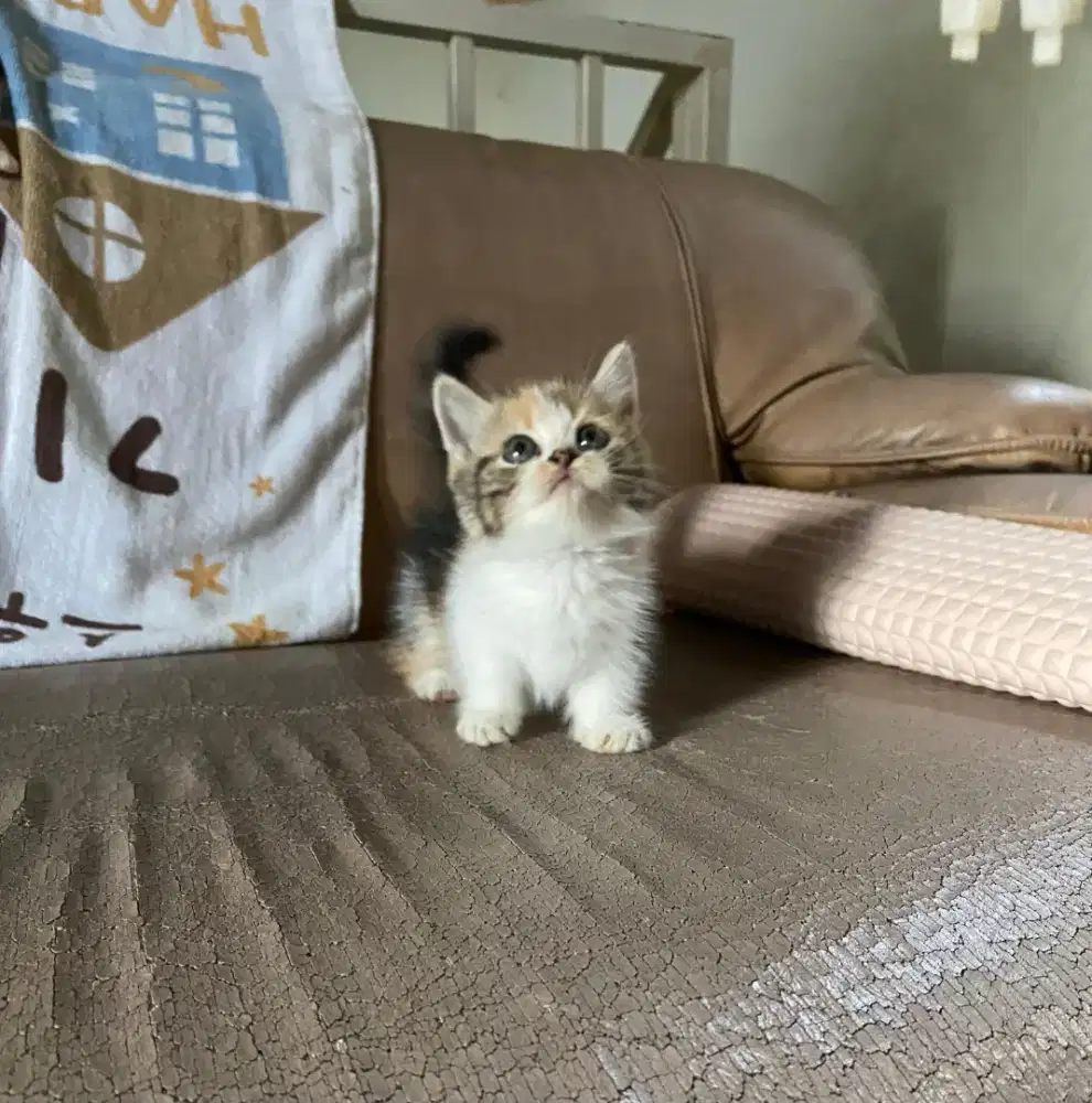 Kucing Munchkin super cebol