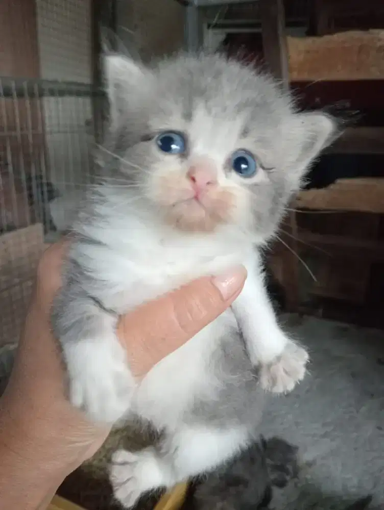 Kucing persia kitten