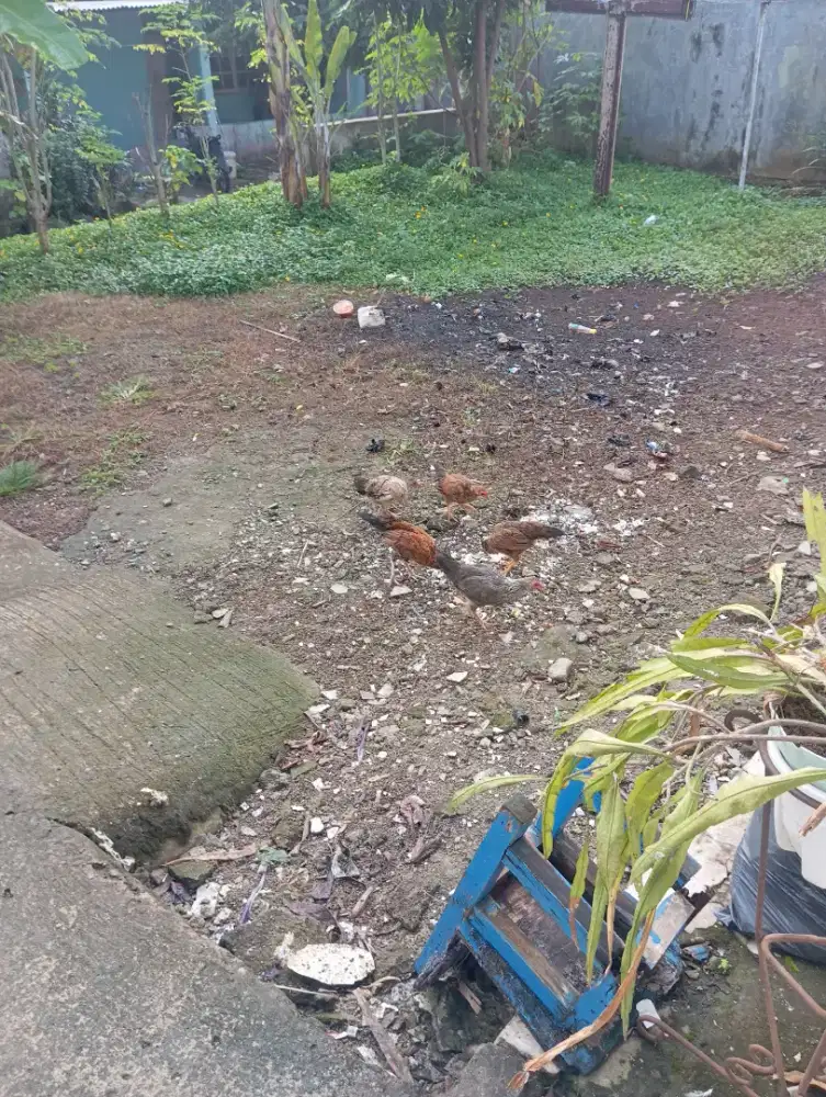 Dijual aja anak ayam ada 5 ekor jantan 2 betina 3 ayam sehat semua