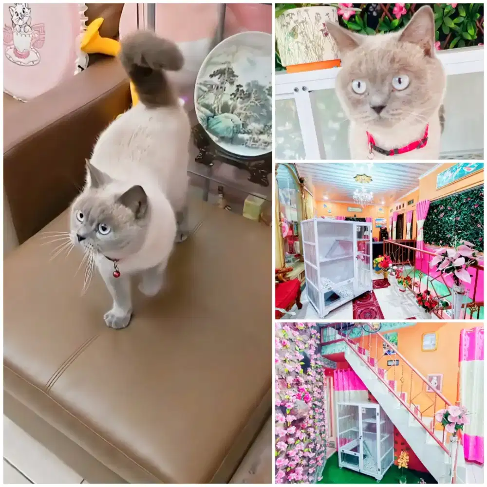 Kucing BSH SEAL POINT + KANDANG ALUMUNIUM