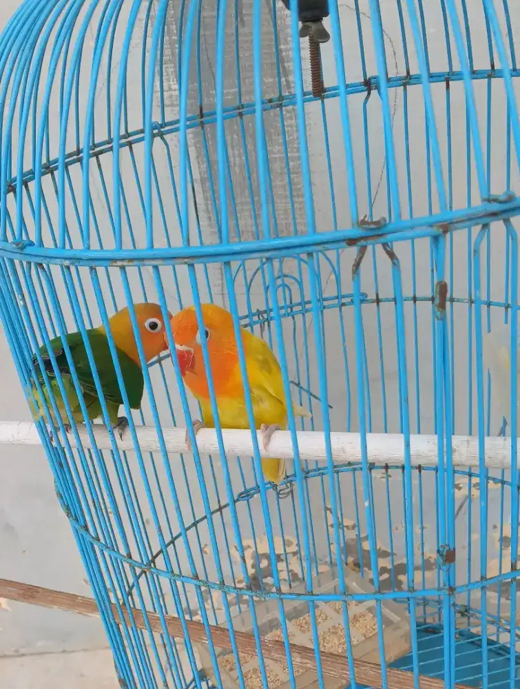 burung lovebird