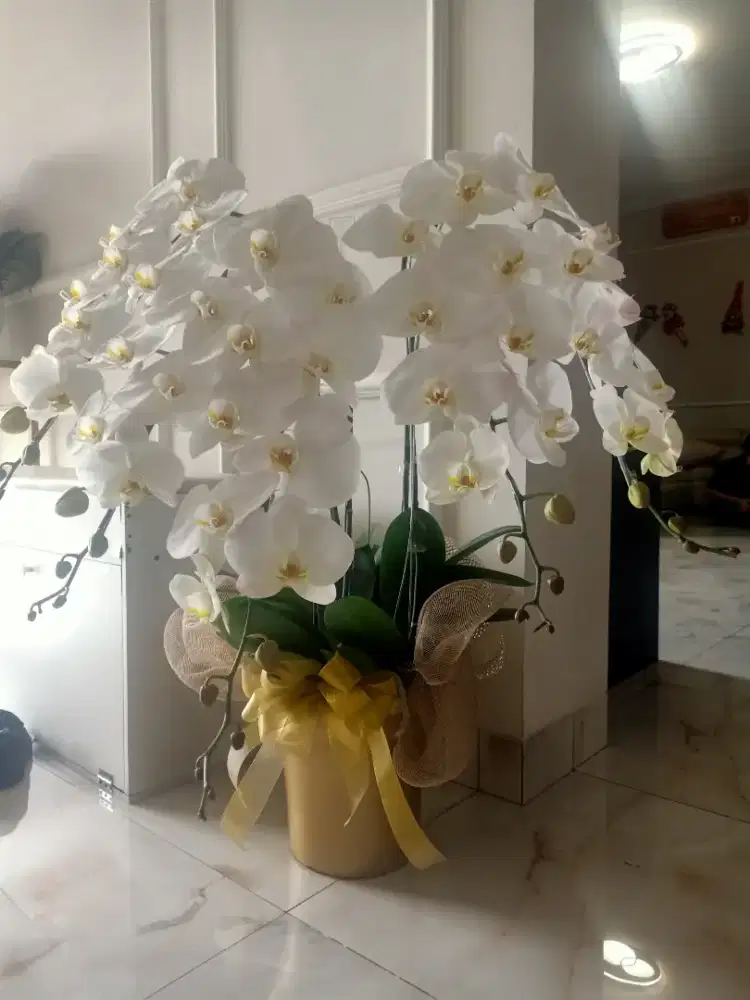 Jual Anggrek Bulan Dewasa