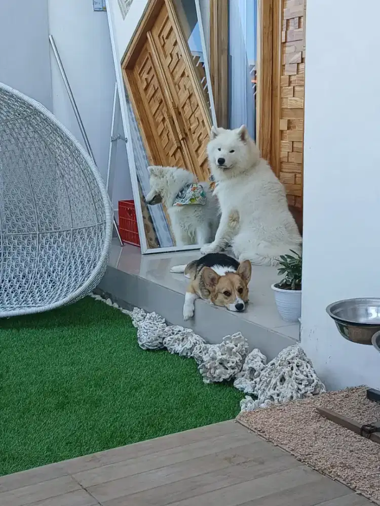 Anjing samoyed dan corgi