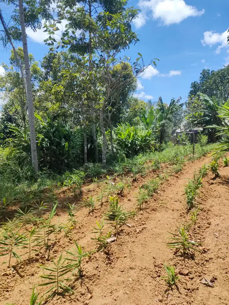 Jual kebun jahe